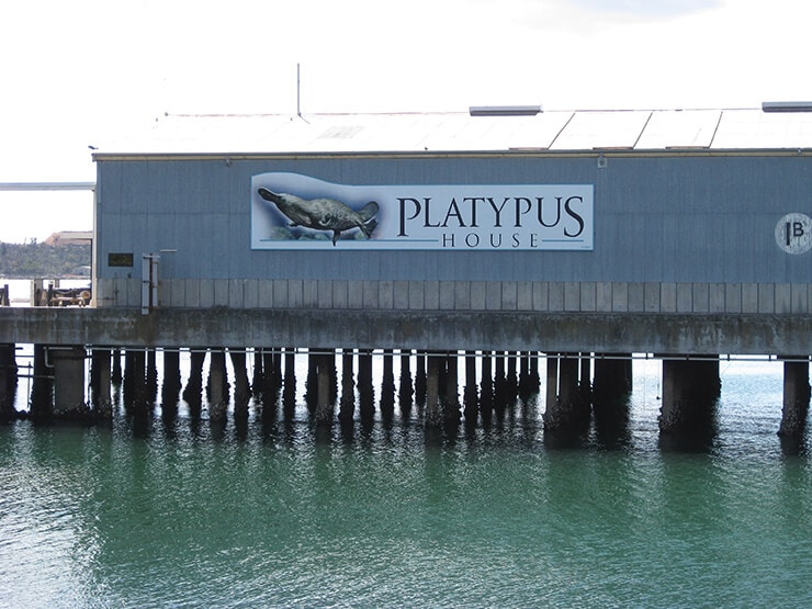 Platypus House