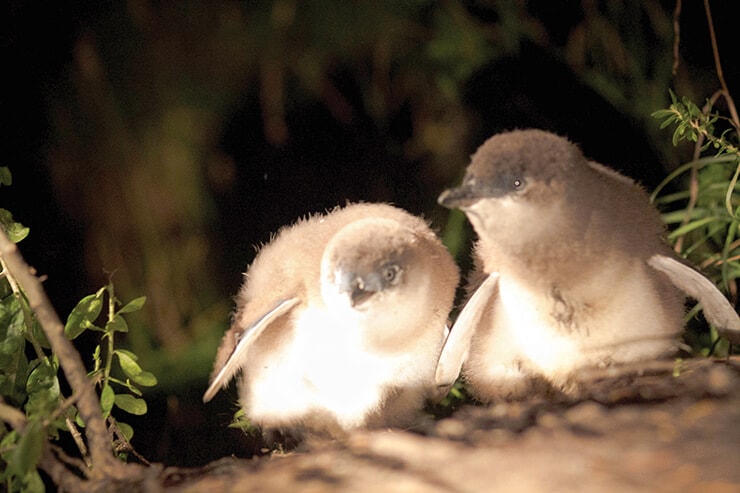 fairy penguins at Bicheno Penguin Tours