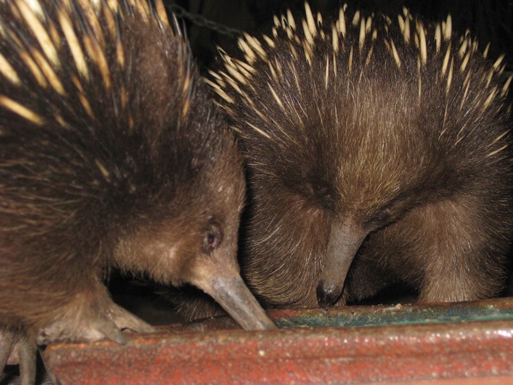 echidna at Platypus House