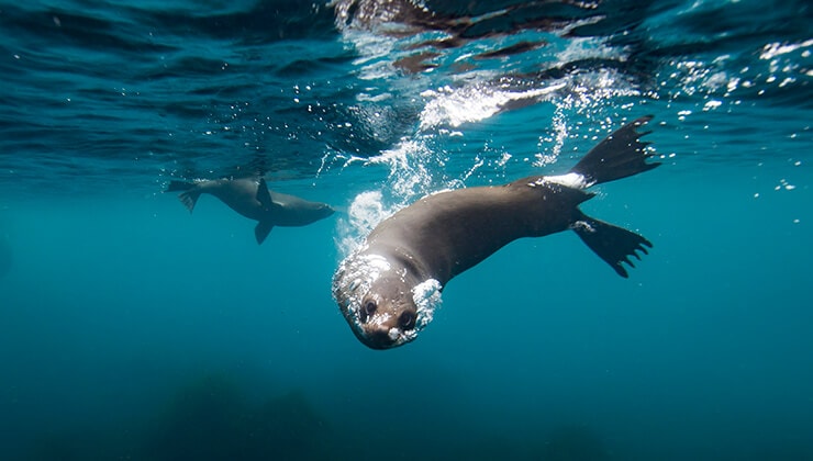 Australian Fur Seal