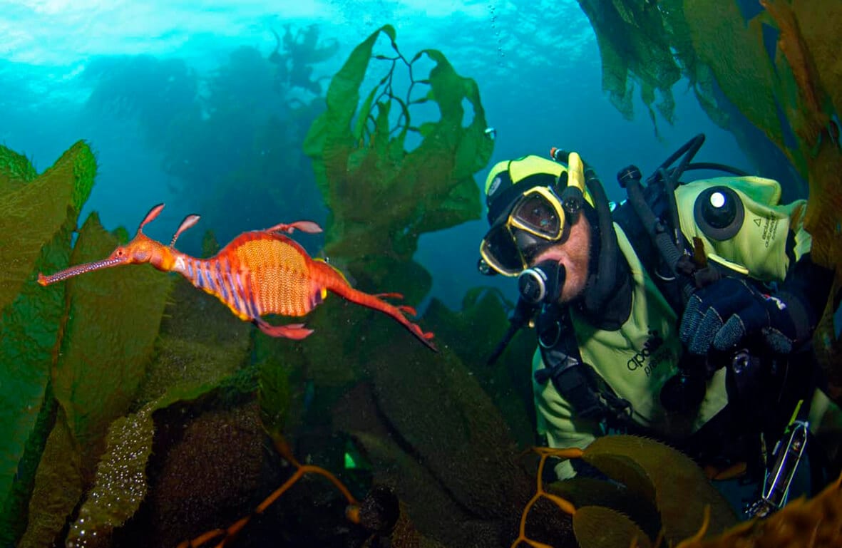 Weedy Seadragon