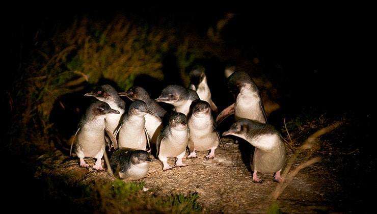 Bicheno Penguins (Image: Bicheno Penguin Tours)