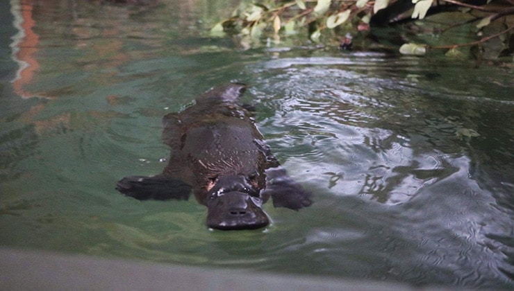 Jupiter (Image: Platypus House)