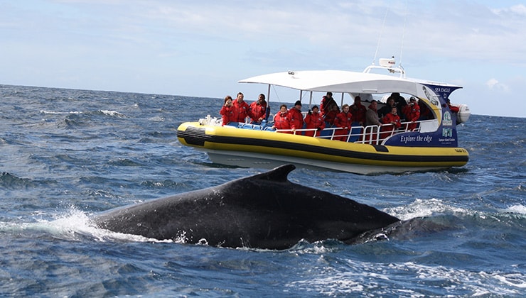 Humpback Whale (Pennicott Cruises)