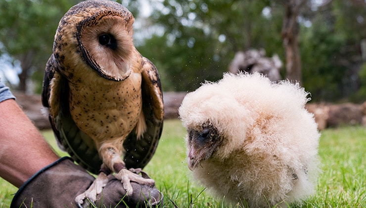 Raptor Refuge (Image: Raptor Refuge)
