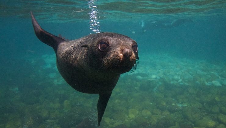 Seal (Wild Ocean Tasmania)