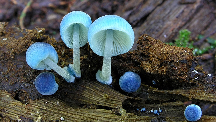 Mycena interrupta at Liffey (Image: Matthias Thiess)