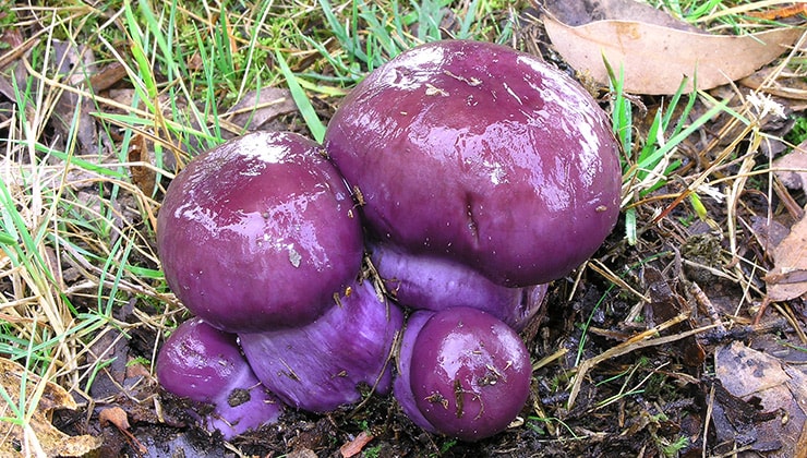 Cortinarius archeri at Bruny Island (Image: Matthias Theiss)