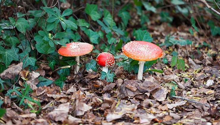 Amanita muscaria (Image: Danielle Prowse)