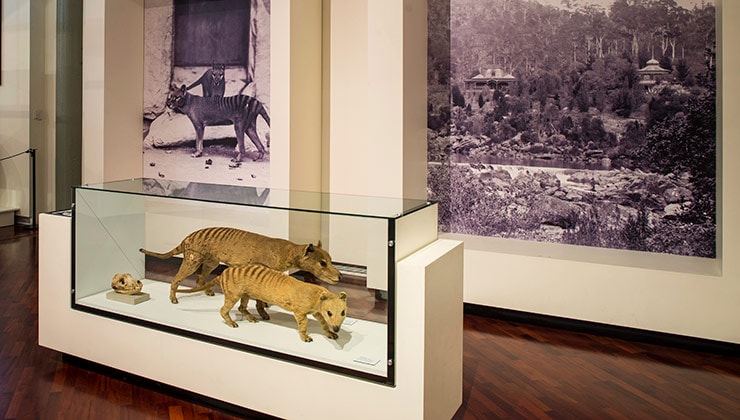 QVMAG (Image: Queen Victoria Museum Art Gallery)