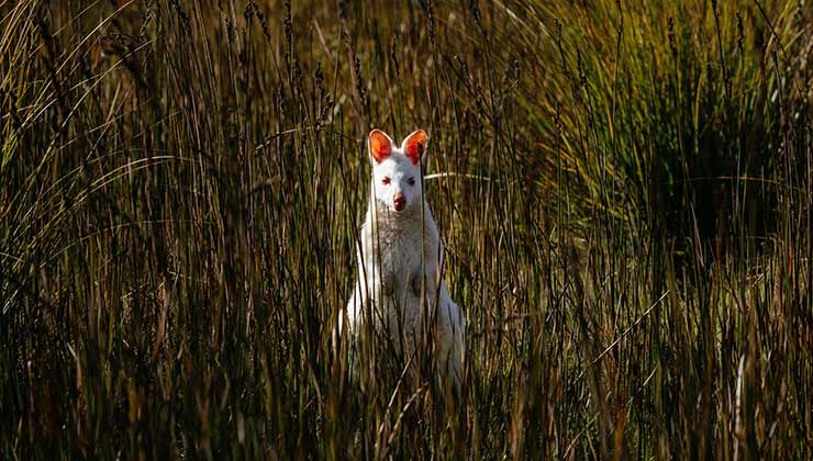 Albino Bennetts Wallaby (Image: Tourism Tasmania & Nick Osborne)