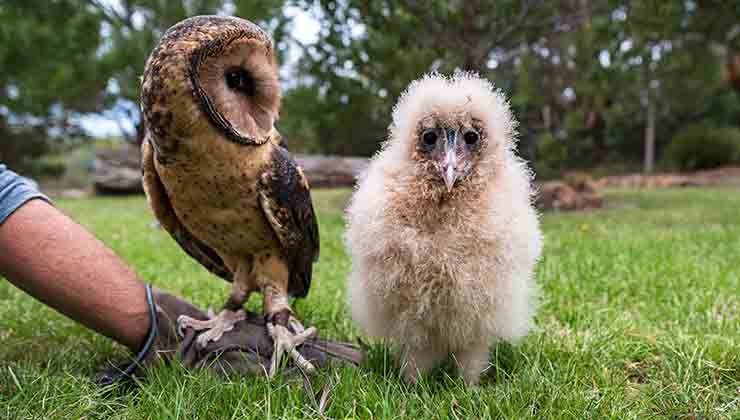 Raptors (Image: Raptor Refuge)