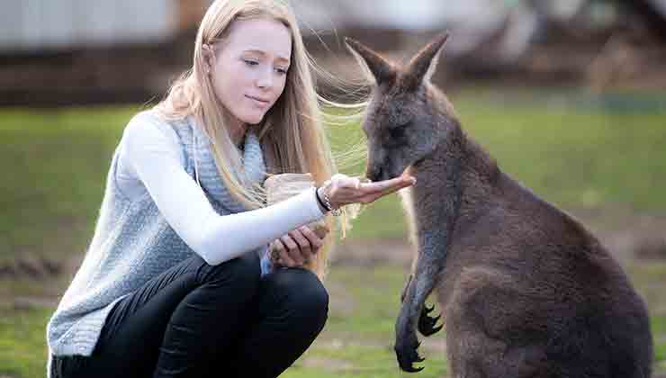 Feeding Kangaroos (Image: Bonorong Wildlife Sanctuary)