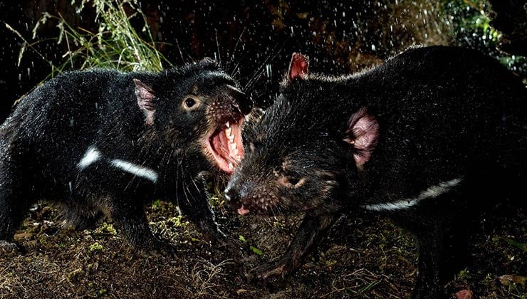 Devils in the Dark (Image: Devils in the Dark)