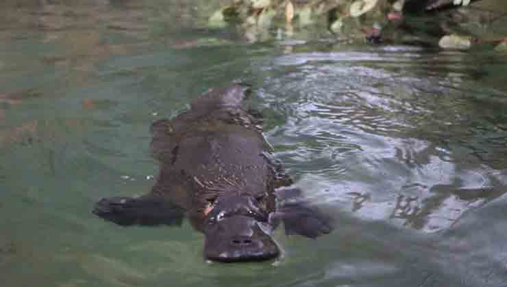 Jupiter the platypus (Image: Platypus House)