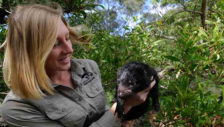Tasmanian devil (Image: Natureworld)