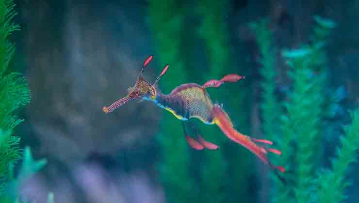 Seahorse (Image: Eugene Hyland)
