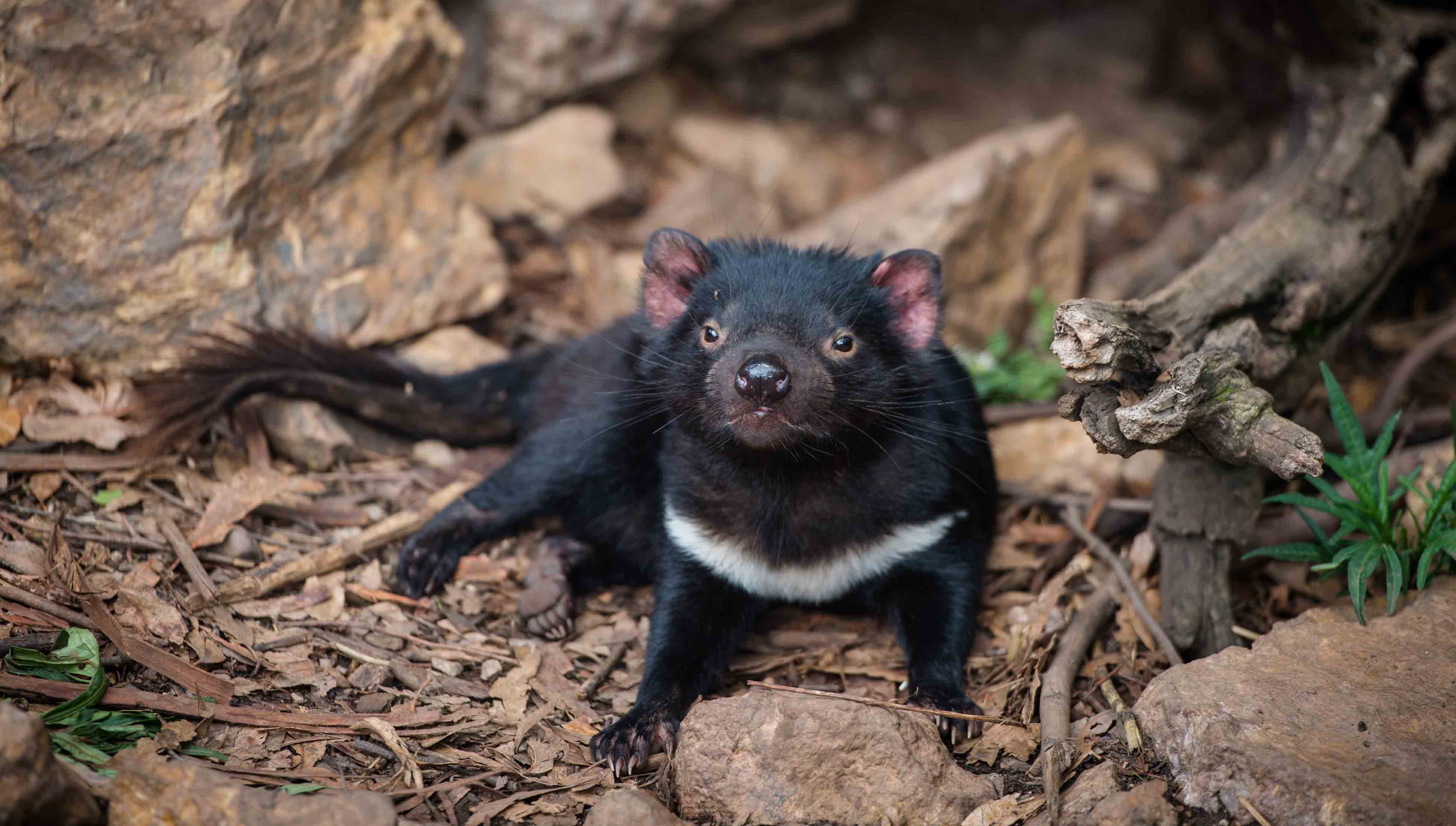 Tasmanian Devil (Image: Eugene Hyland)