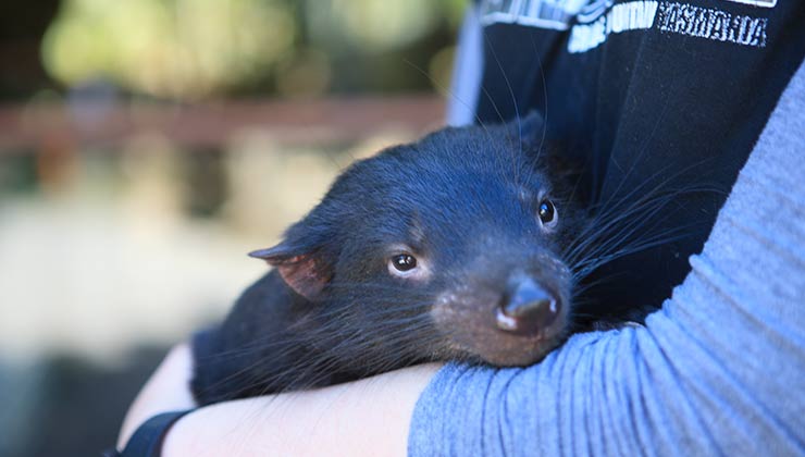 Juniper the devil (Image: Danielle Prowse)