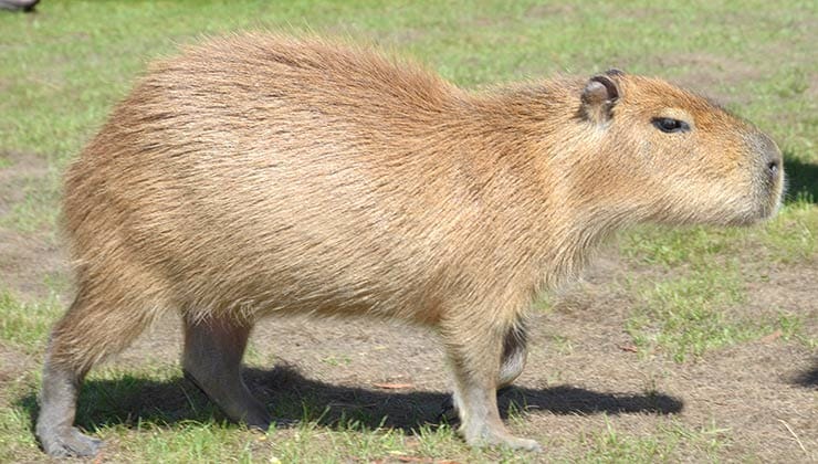 Capybara (Image: Tasmania Zoo)