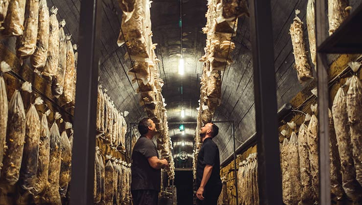 Off the Table (Image: Tunnel Hill Mushrooms)