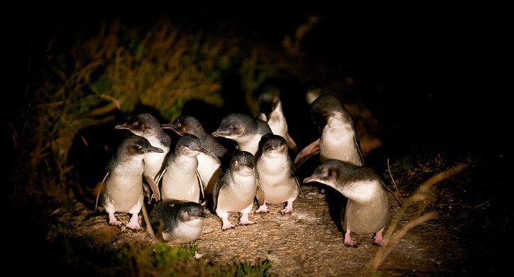 Bicheno Penguin Tours (Image: Bicheno Penguin Tours)