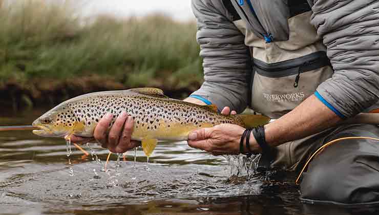 Brown Trout (Image: Sammuel Shelley)