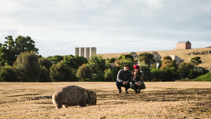 Wombat on Maria Island (Image: Stuart Gibson)