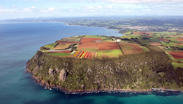 Table Cape Tulip Farm
