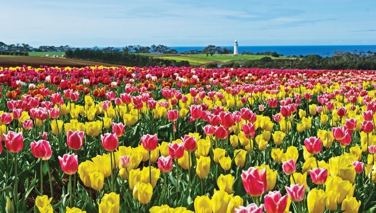 Table Cape Tulip Farm (Image: Tourism Tasmania & Tony Crehan)