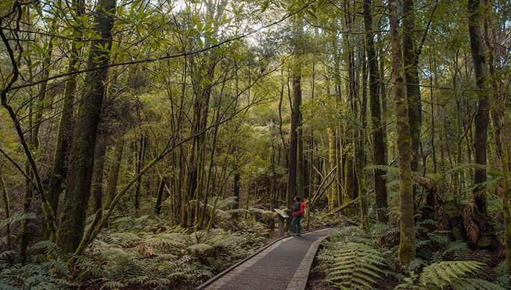 Nelson Falls (Image: Tourism Tasmania & Jess Bonde)