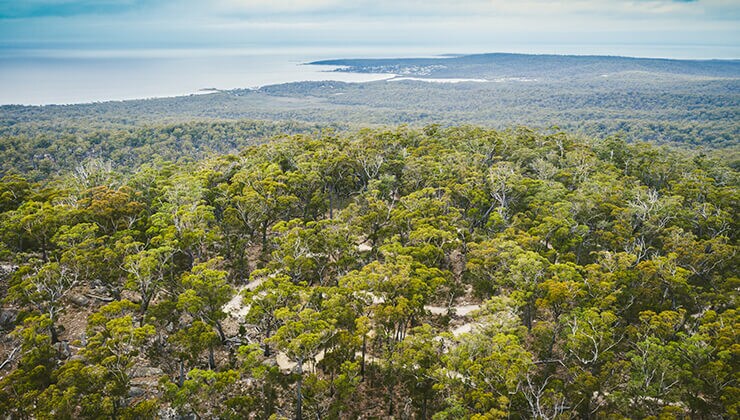 St Helens Mountain Bike Trails (Image: J Da Seymour Photomedia/Tourism Tasmania)