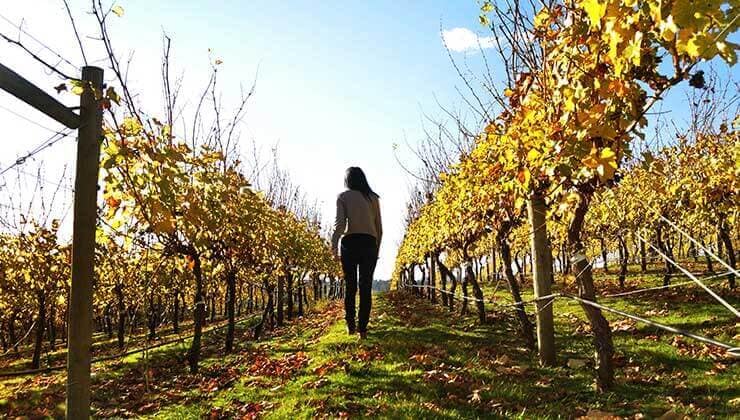 Tamar Valley Vineyard (Image: supplied by TICT)
