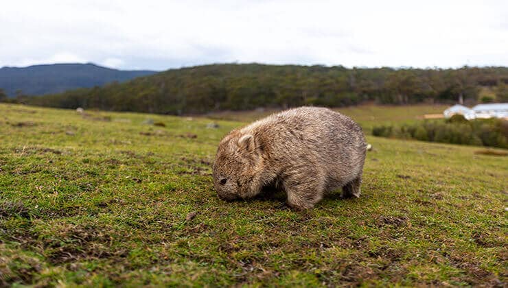 A Maria Island wombat (Image: Tim Coad)