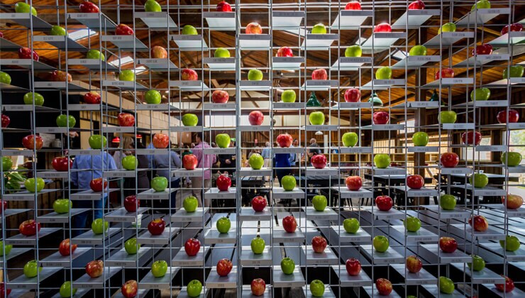 Willie Smiths Organic Apple Cider (Image: Tourism Tasmania & Nick Osborne)