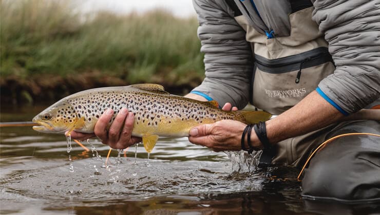 Brown Trout fishing in Tassie