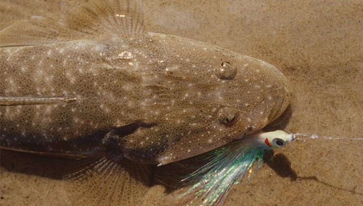 Flathead fishing in Tassie