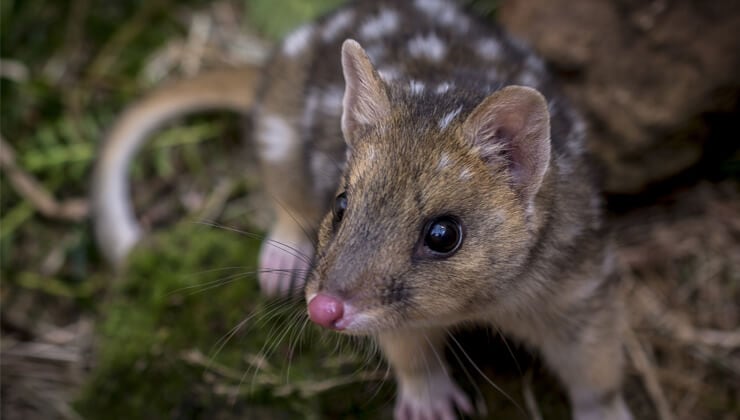 Eastern Quoll