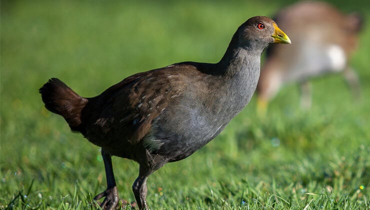 Tasmanian Native Hen (Image: Tourism Tasmania & Kelly Slater)