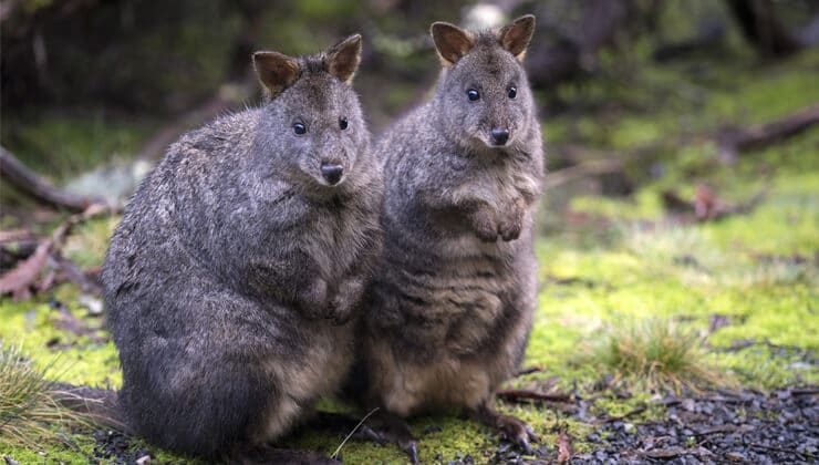 Pademelon
