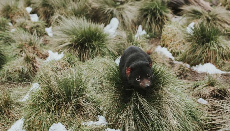 Tasmanian Devil, Devils @ Cradle