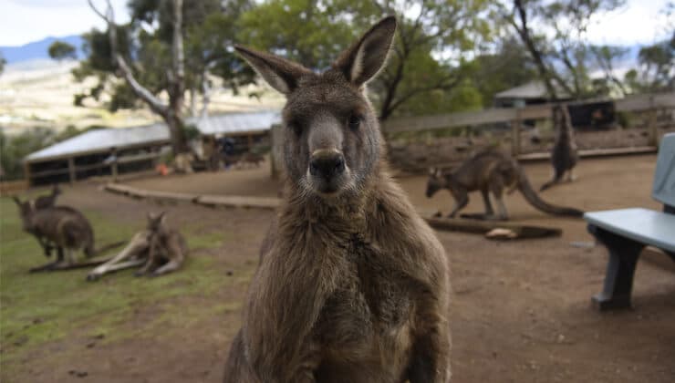 Hand-feed kangaroos at Bonorong Wildlife Park