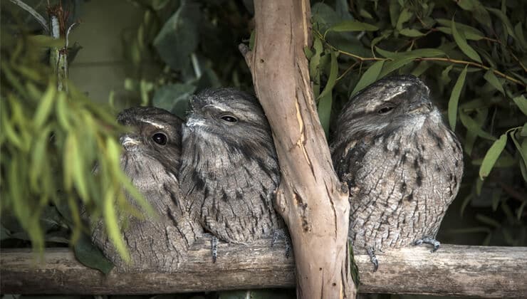Tawny Frogmouth, Bonorong Wildlife Sanctuary
