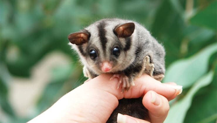 sugar glider at Tasmania Zoo