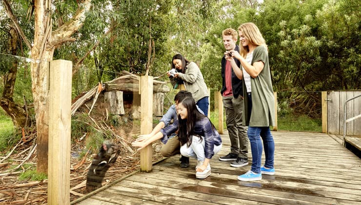 Tasmanian Devil Unzoo