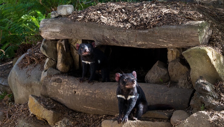 Tasmanian Devils at Tasmanian Devil Unzoo