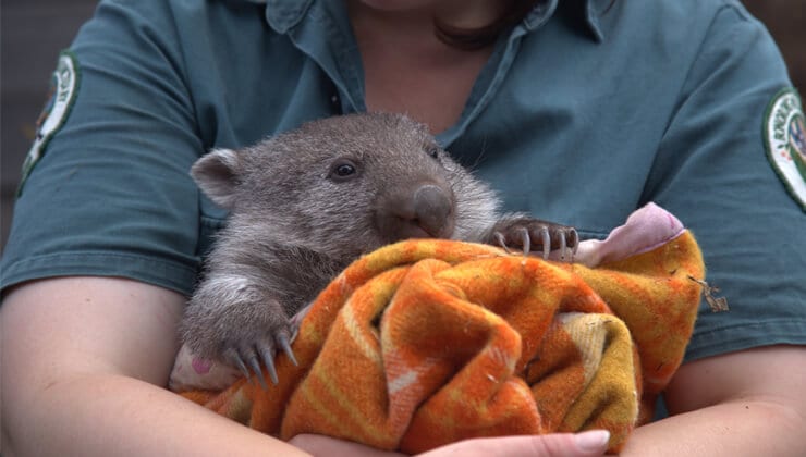 Wombat at Bonorong Wildlife Park