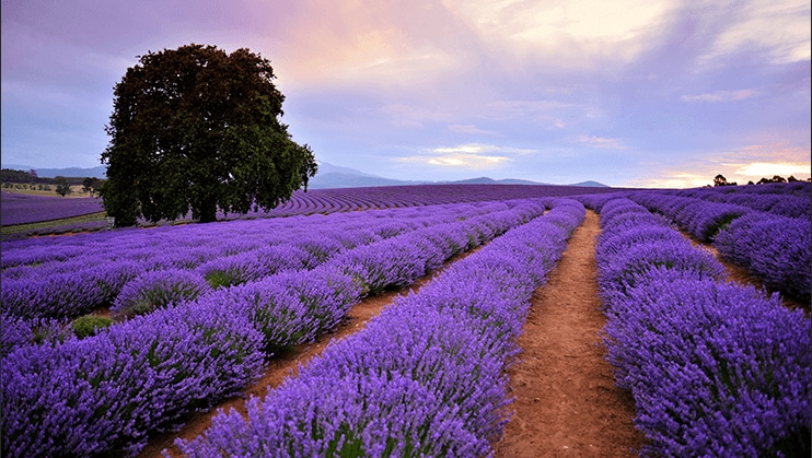 Bridestowe Lavender Estate