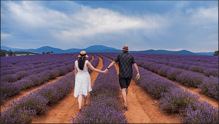 Bridestowe Lavender Estate