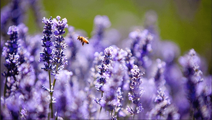 Bridestowe Lavender Estate